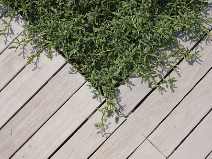 Nettoyage terrasse bois professionnel à Lyon par Mery'clean